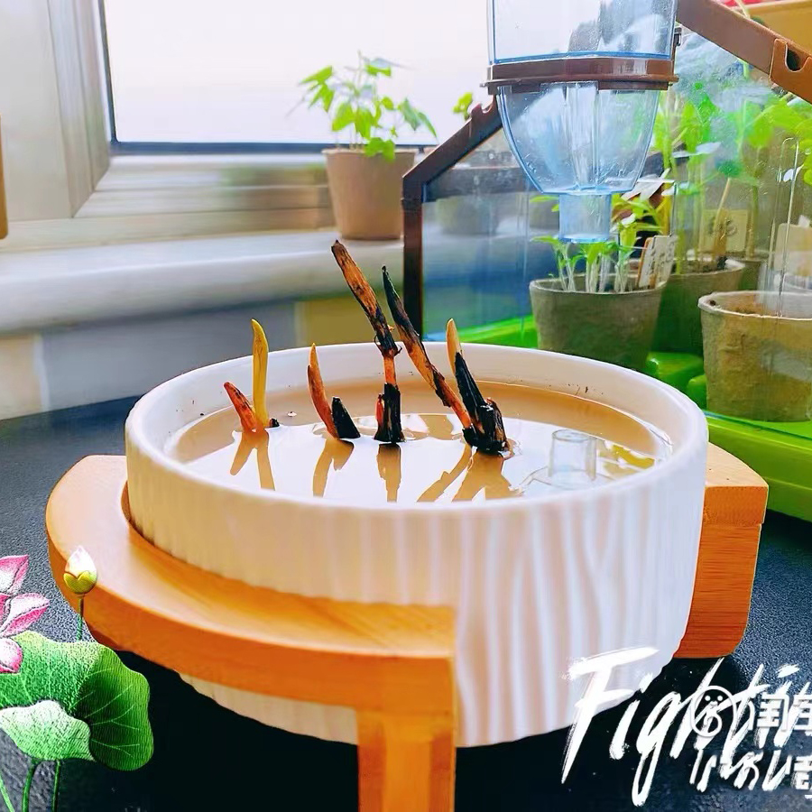 Versatile Silicone Mold for DI - Terrazzo Pot Cement ulasan dan harga